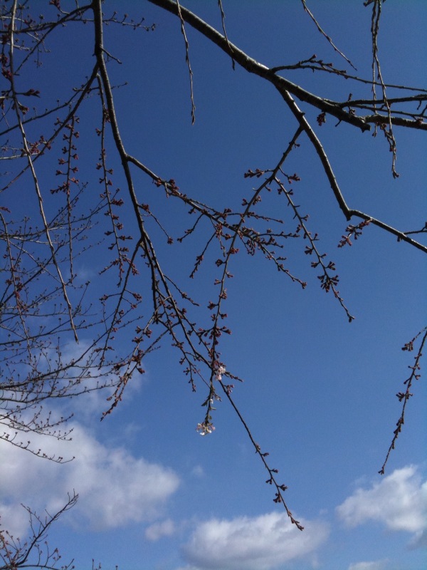 写真9